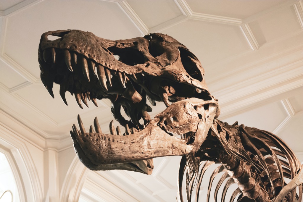 Could a T-Rex Really Spot You If You Stayed Still?