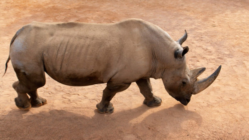 Rhino Poaching in the Kruger National Park