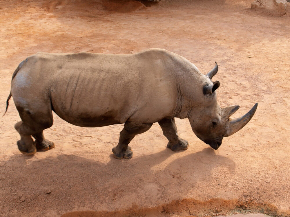 Rhino Poaching in the Kruger National Park